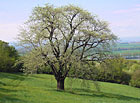 Památný strom Špirudova oskeruše | Tvarožná Lhota.
