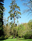 Strom v Americké zahradě, Chudenice.