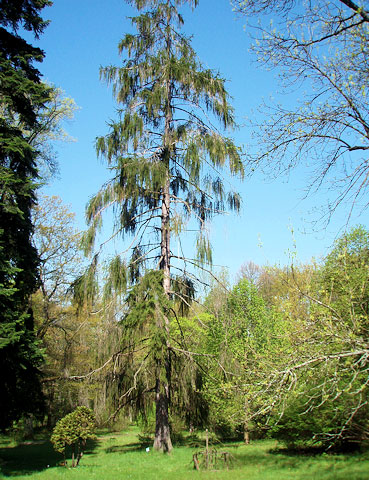 Strom v Americké zahradě, Chudenice