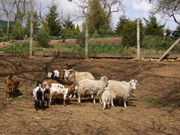 Ovce domácí Skudde a kozy v zookoutku arboreta Šmelcovna