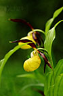 Za symbol chráněné krajinné oblasti Bílé Karpaty byl zvolen květ nádherné orchideje střevíčníku pantoflíčku, který poukazuje na zdejší druhové bohatství vstavačovitých rostlin.

