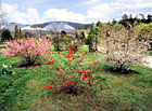 Botanická zahrada Liberec - venkovní expozice, alpinum.