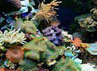 Rífové akvárium s korály, sasankami a zévou.