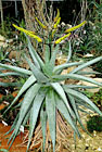 Pryšec Viguierův (Euphorbia viguieri).