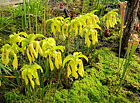Špirlice žlutá (Sarracenia flava).