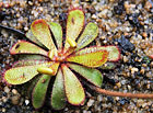 Sarracenia purpurea subsp. venosa var. burkii.