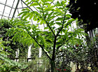 Bromeliovitá rostlina Vriesea carinata.