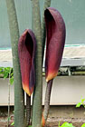 Podražec obří (Aristolochia gigantea).