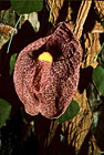 Podražec obří (Aristolochia gigantea).