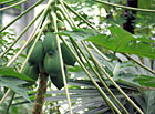 Papája melounová (Carica papaya).