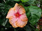 Velkokvětý kultivar Hibiscus rosa-sinensis.