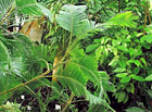 Helikonie zobanitá (Heliconia rostrata).