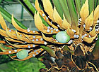 Cycas circinalis - plodolisty se semeny.