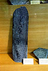 Sigillaria - zkamenělina.