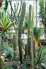 Botanická zahrada Liberec - expozice velkých kaktusů.