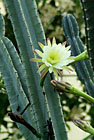 Kaktus Cereus jamacaru.