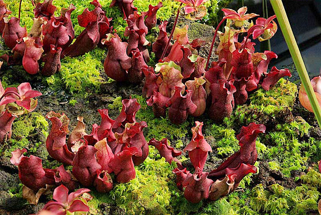 Sarracenia purpurea subsp. venosa var. burkii