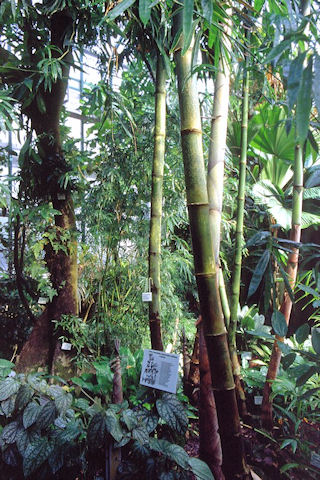 Bambus obří (Dendrocalamus giganteus)