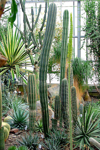 Botanická zahrada Liberec - expozice velkých kaktusů
