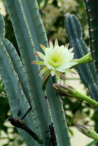 Kaktus Cereus jamacaru