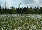 Rojovník bahenní (Ledum palustre) v blatkovém boru.