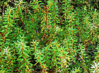 Vlochyně bahenní (Vaccinium uliginosum), Červené blato.