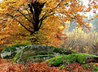 Podzim v přírodním parku Česká Kanada.