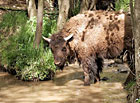 Ohrada bizonů (bizoní farma), Veclov | Česká Kanada.
