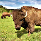 Ohrada bizonů (bizoní farma), Veclov | Česká Kanada.