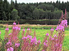 Rybník Hůrky, přírodní park Česká Kanada.