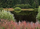 Rybník U Panského lesa, přírodní park Česká Kanada.