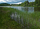 Rybník Horní Parmazín, přírodní park Česká Kanada.