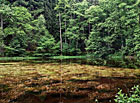 Návarský rybník, přírodní park Česká Kanada.