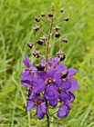 Česnek chlumní horský (Allium senescens subsp. montanum).