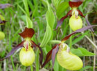 Střevíčník pantoflíček je považován za jednu z našich nejhezčích orchidejí. V Českém středohoří roste například v národní přírodní památce Bílé stráně. Ohrožený a chráněný druh!

