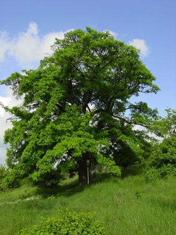 Památný strom jeřáb oskeruše (Sorbus domestica) u Žalhostic