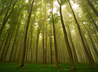 Přírodní park Chřiby – bukový les v mlze.