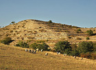 Mandloň nízká (Prunus tenella) má na Dunajovických kopcích jednu z posledních přirozených lokalit výskytu v ČR.

