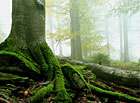 Pamětní deska k 150. výročí vyhlášení pralesní rezervace.
