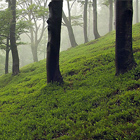 Národní přírodní rezervace Jizerskohorské bučiny je největší maloplošné zvláště chráněné území v Jizerkách. Dochovaly se tu jedny z nejrozsáhlejších přírodě blízkých lesů s převahou bučin v Čechách. Můžete tu navštívit dechberoucí skalní vyhlídky a vodopády.

