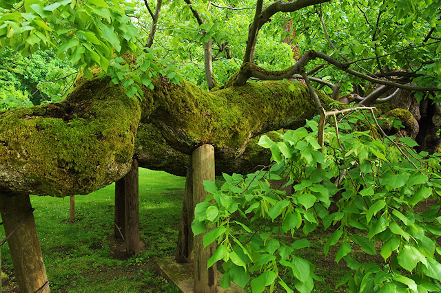 Kamenická lípa, památný strom | Kamenice nad Lipou