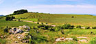 Kočičí skála - panoramatický pohled na okolní vinice.