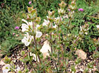 Šalvěj etiopská (Salvia aethiopis).