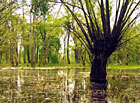 Křivé jezero - zaplavený lužní les s hlavatou vrbou.