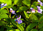 Violka slatinná (Viola stagnina), Křivé jezero.
