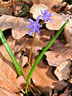 Violka slatinná (Viola stagnina), Křivé jezero.