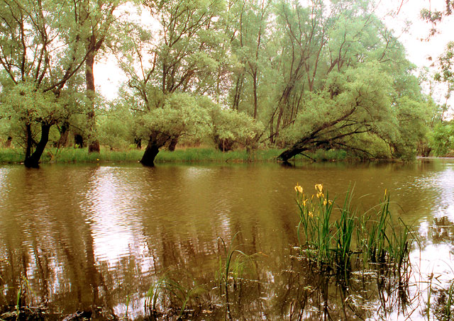 Křivé jezero - rozvodněná řeka Dyje