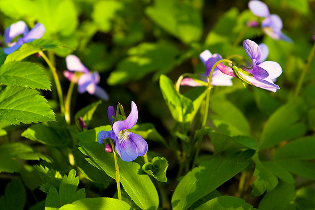 Violka slatinná (Viola stagnina), Křivé jezero