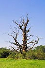 Lednicko-valtický areál - staletý dub v zámeckém parku.