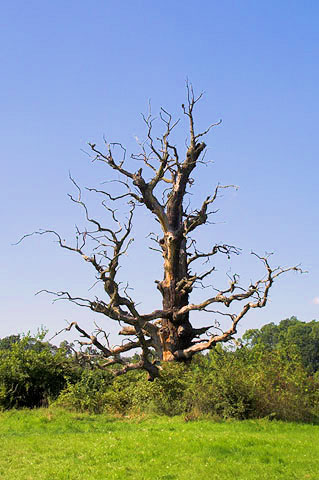 Lednicko-valtický areál - staletý dub v zámeckém parku